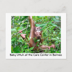 Baby Orangutan i den indonesiska regnskogen Vykort