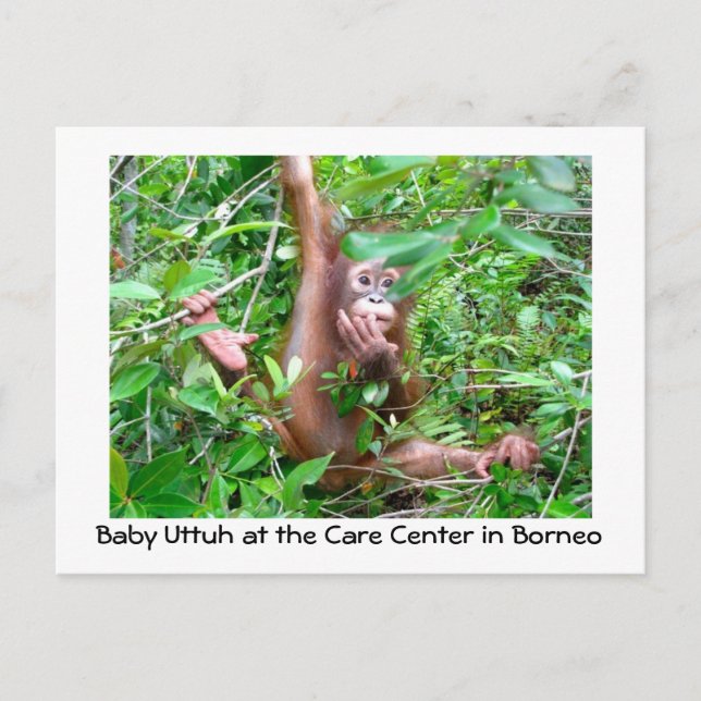 Baby Orangutan i den indonesiska regnskogen Vykort (Framsida)