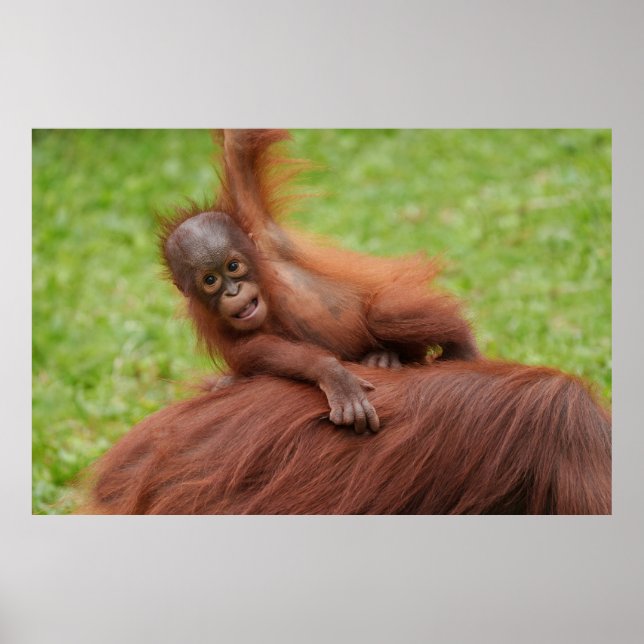 Baby Orangutan Joy Poster (Framsidan)