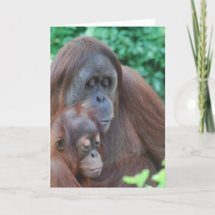 Baby Orangutan med Mor-hälsningskort Kort