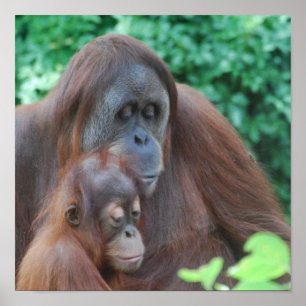 Baby Orangutan med Mor Poster