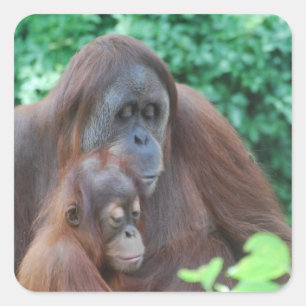 Baby Orangutan med Mor Stickers Fyrkantigt Klistermärke