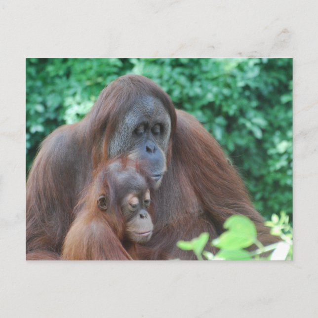 Baby Orangutan med Mor vykort (Framsida)