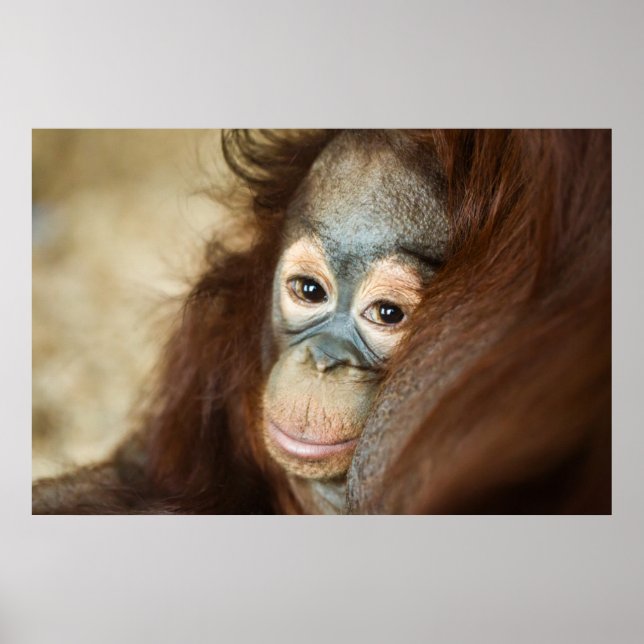 Baby Orangutan Poster (Framsidan)