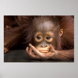 Baby Orangutan Resting på Hand Poster