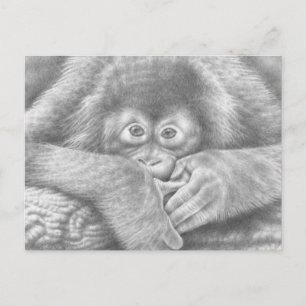 Baby Orangutan-vykort Vykort