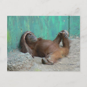 Baby orangutang vilo vykort