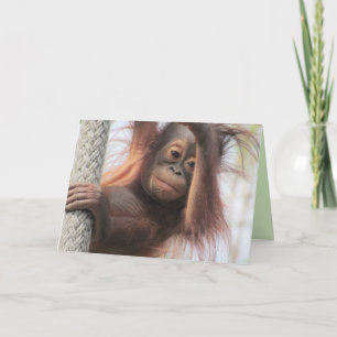 Baby Orangutans gratulationskort Kort