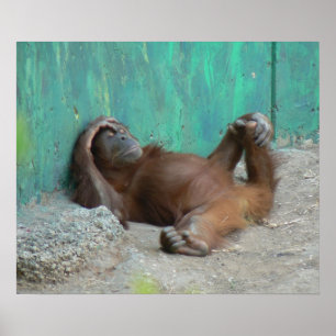 Baby orangutans vila poster