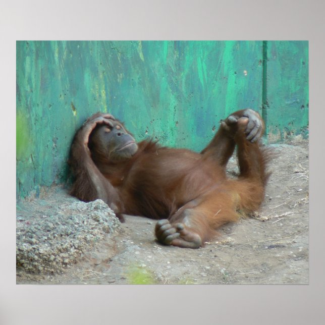 Baby orangutans vila poster (Framsidan)