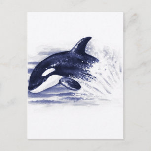 Baby Orca Jump Vykort