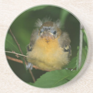 Baby Oriole Bird Animal Underlägg Sandsten