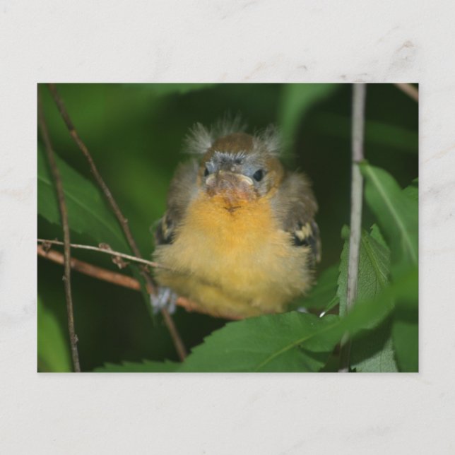 Baby Oriole Bird Nature Postcard Vykort (Framsida)