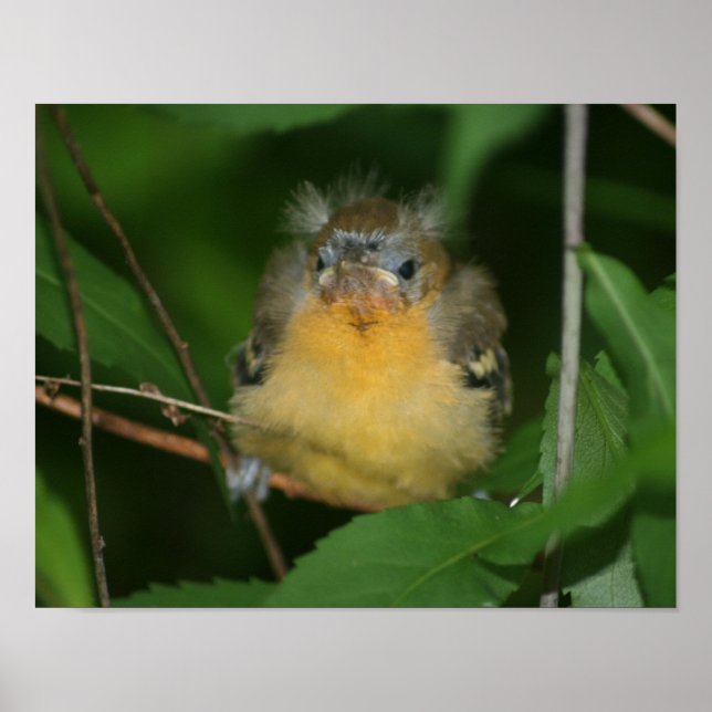 Baby Oriole Fledgling Bird Poster (Framsidan)