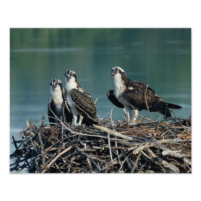 Baby Osprey Fototryck (Framsidan)