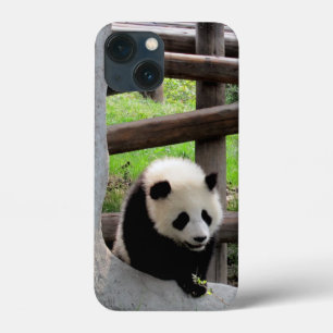Baby Panda