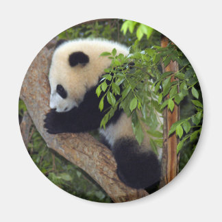 baby-panda3-10 x 10 magnet