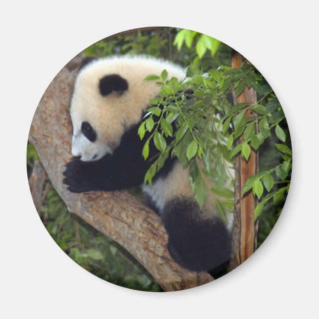 baby-panda3-10 x 10 magnet (Framsidan)