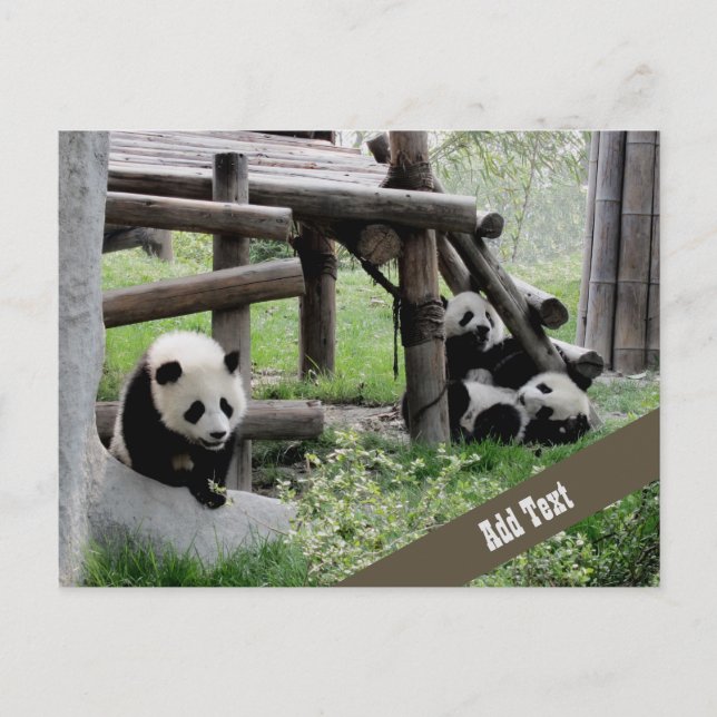 Baby Panda-foto Vykort (Framsida)