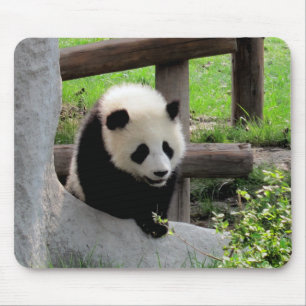 Baby Panda Musmatta