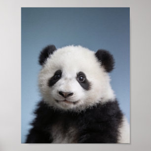 Baby Panda Porträtt – Söt Nursery Djur Väggkonst