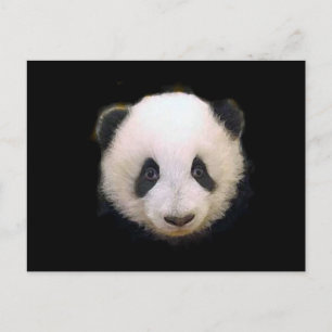 Baby Panda Vykort