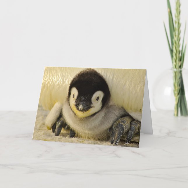 Baby-PENGUIN för mappat anteckningskort (Framsida)