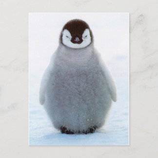 Baby Penguin Vykort
