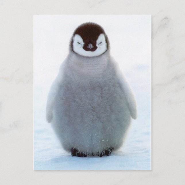 Baby Penguin Vykort (Framsida)