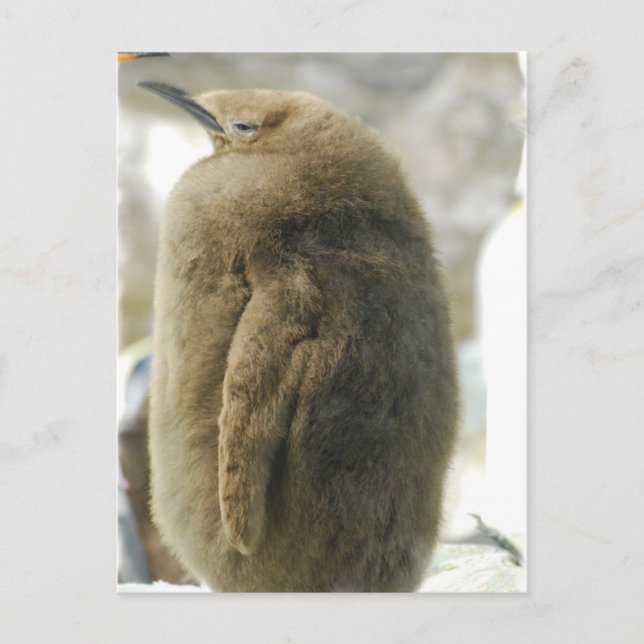 Baby Penguin-vykort Vykort (Framsida)
