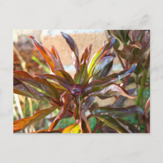 Baby Peony Bud Vykort