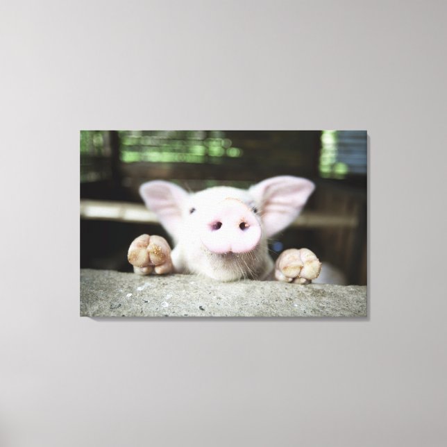 Baby Pig in Pen, Piglet Canvastryck (Framsida)