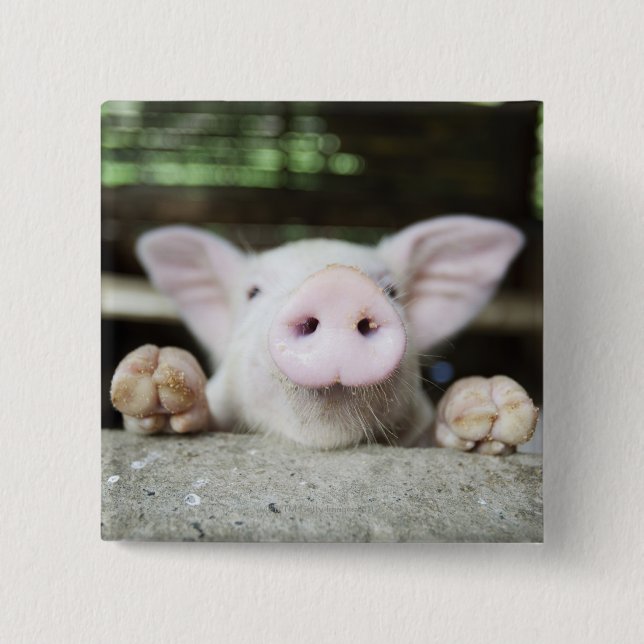 Baby Pig in Pen, Piglet Knapp (Framsida)