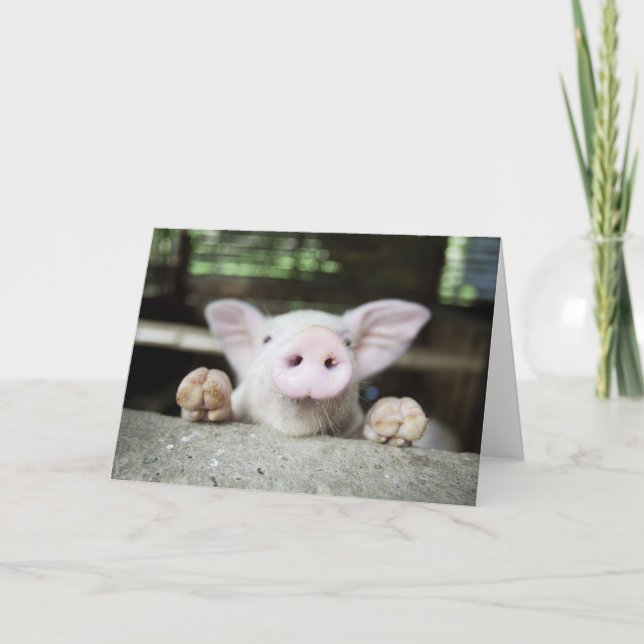 Baby Pig in Pen, Piglet Kort (Framsida)