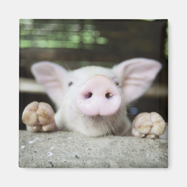 Baby Pig in Pen, Piglet Magnet (Framsidan)