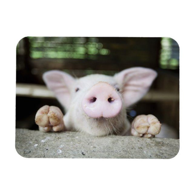 Baby Pig in Pen, Piglet Magnet (Horisontell)