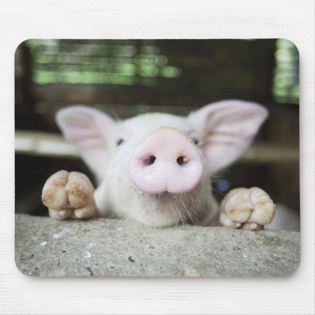 Baby Pig in Pen, Piglet Musmatta (Framsidan)
