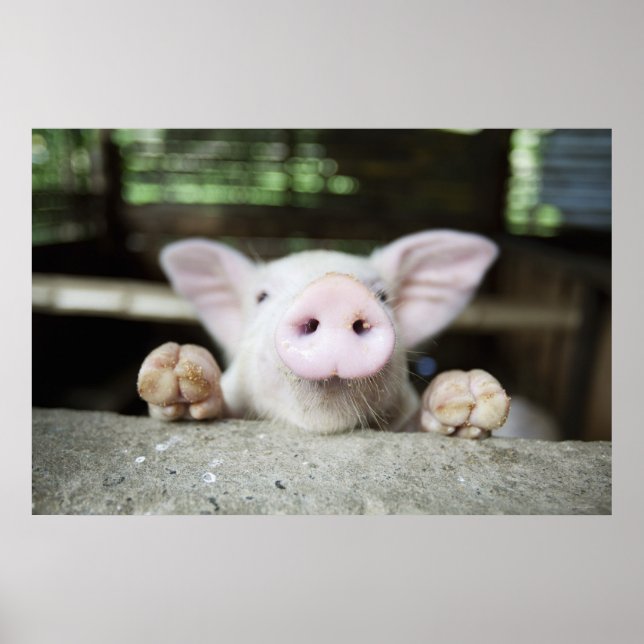 Baby Pig in Pen, Piglet Poster (Framsidan)