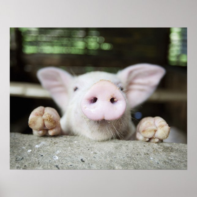 Baby Pig in Pen, Piglet Poster (Framsidan)