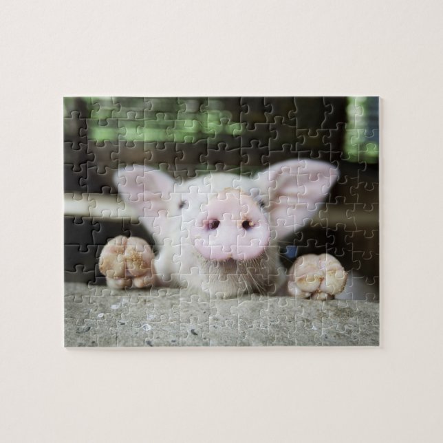 Baby Pig in Pen, Piglet Pussel (Horisontell)