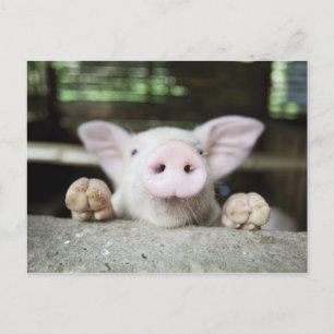 Baby Pig in Pen, Piglet Vykort