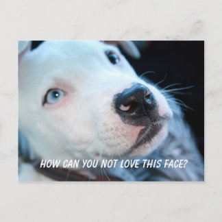 Baby Pitbull Puppy Vykort