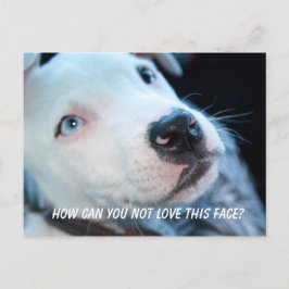 Baby Pitbull Puppy Vykort