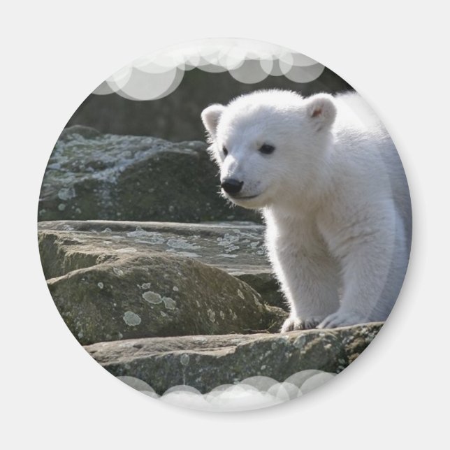Baby Polar Bear Magnet (Framsidan)