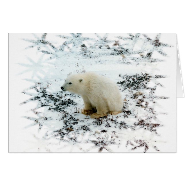 baby polar björn hälsningskort (Framsidan Horizontal)