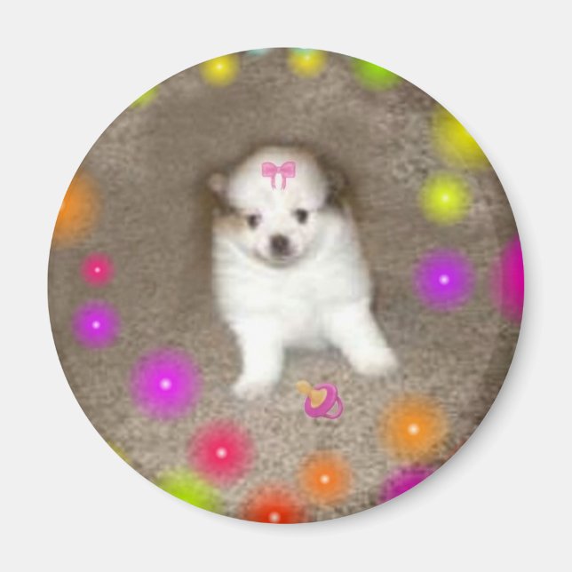 Baby Pommern Magnet (Framsidan)
