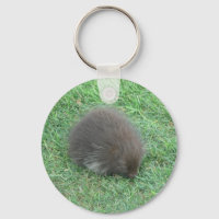 Baby Porcupine