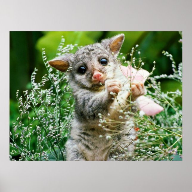 Baby Possum Caught Picking Flowers Poster (Framsidan)
