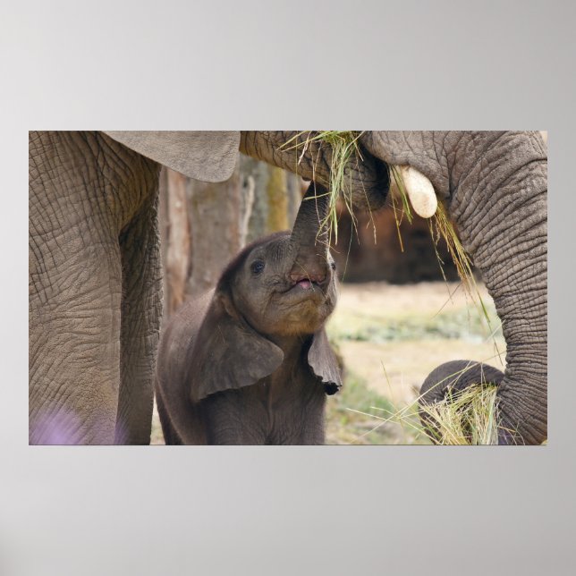 Baby Poster (Framsidan)