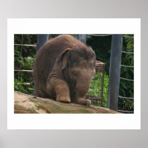Baby Poster